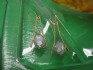 sterling silver earring combined 24 K dipt